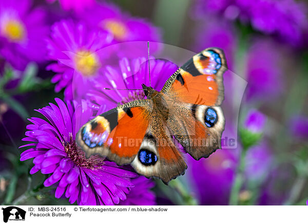  Peacock Butterfly / MBS-24516