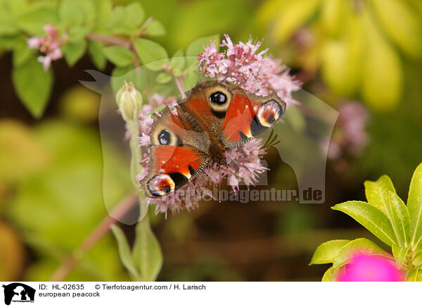 Tagpfauenauge / european peacock / HL-02635