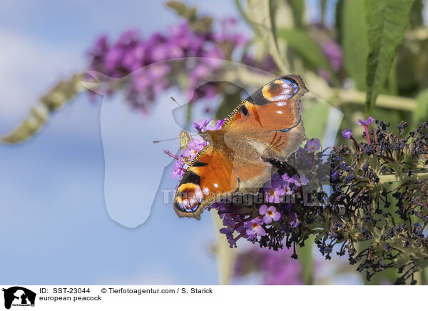 Tagpfauenauge / european peacock / SST-23044