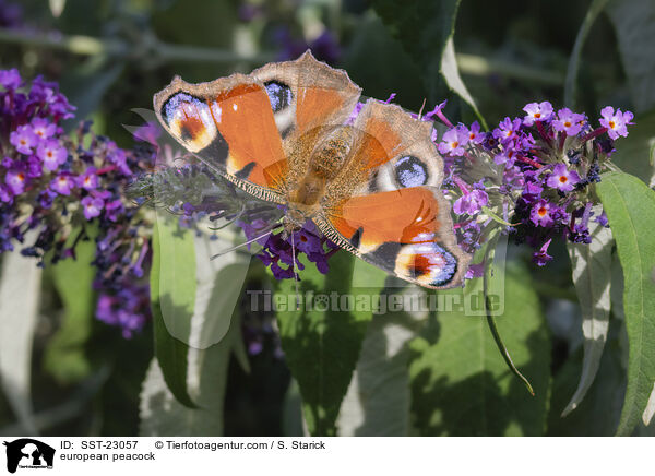 Tagpfauenauge / european peacock / SST-23057
