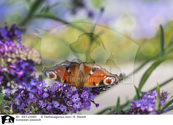 Tagpfauenauge / european peacock / SST-23060