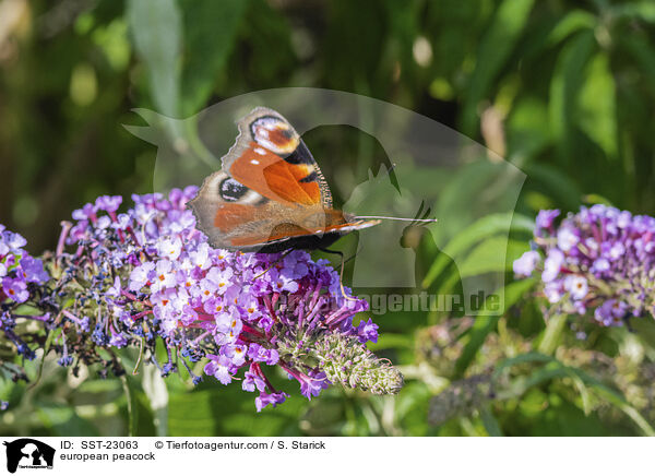 Tagpfauenauge / european peacock / SST-23063