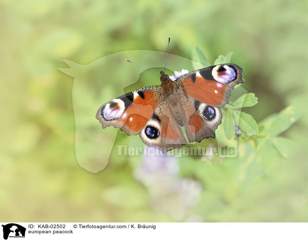 Tagpfauenauge / european peacock / KAB-02502