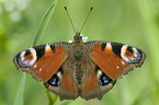 peacock butterfly