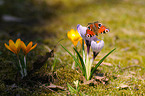 european peacock butterfly