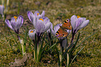 european peacock butterfly