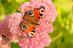 european peacock butterfly
