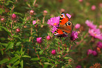 european peacock butterfly