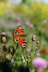 european peacock