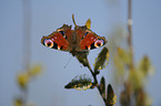 european peacock butterfly