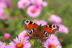 european peacock