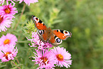 european peacock