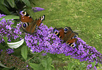 european peacocks