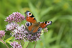 Peacock Butterfly