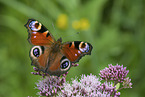 Peacock Butterfly