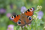 Peacock Butterfly