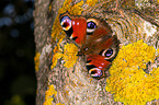 european peacock
