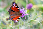 european peacock