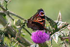 european peacock