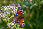 european peacock