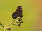 european peacock