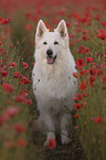 White Shepherd in the poppy field