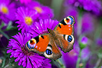  Peacock Butterfly