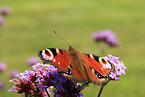european peacock