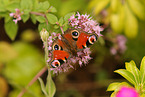 european peacock