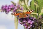 european peacock