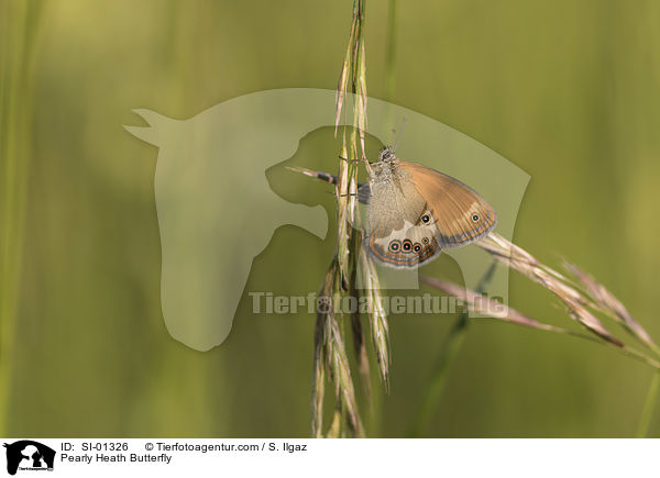 Perlgrasfalter / Pearly Heath Butterfly / SI-01326