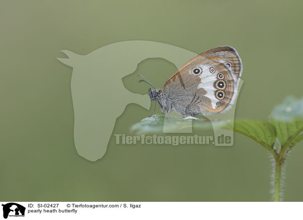 Weibindiges Wiesenvgelchen / pearly heath butterfly / SI-02427