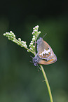 pearly heath