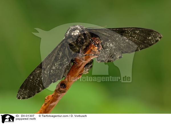 peppered moth / DV-01307