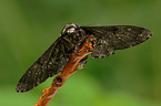 peppered moth