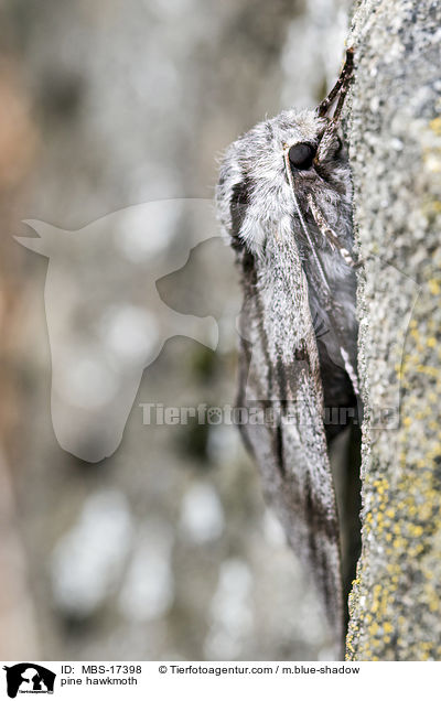 Kiefernschwrmer / pine hawkmoth / MBS-17398
