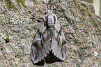 pine hawkmoth