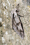 pine hawkmoth