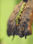 pine hawkmoth