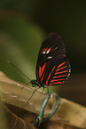 postman butterfly