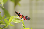postman butterfly