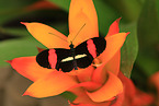 postman butterfly