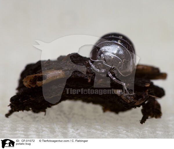 Gemeine Rollassel / potato bug / CF-01072