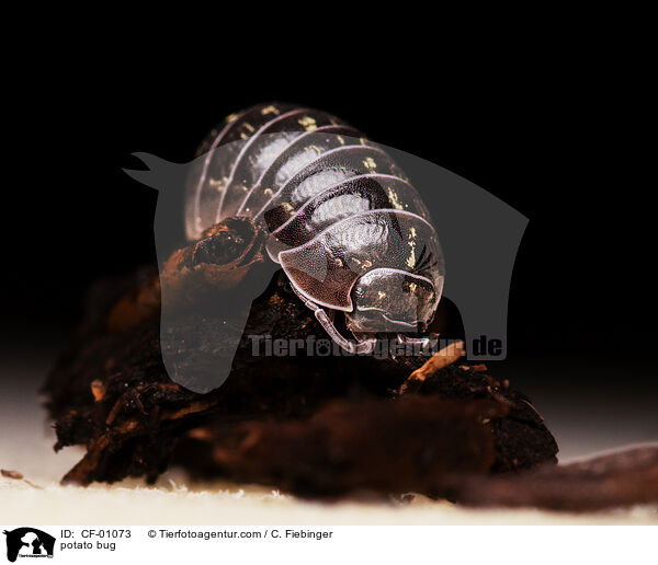 Gemeine Rollassel / potato bug / CF-01073