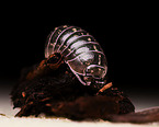 potato bug