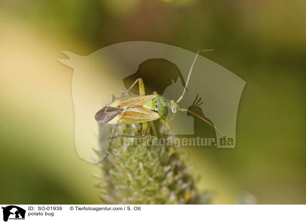 Zweipunktige Wiesenwanze / potato bug / SO-01939