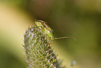 potato bug