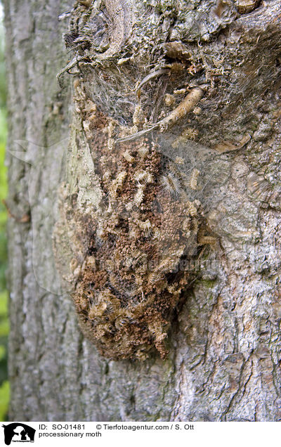 Prozessionsspinner / processionary moth / SO-01481