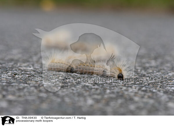 Prozessionsspinner Raupen / processionary moth loopers / THA-09430