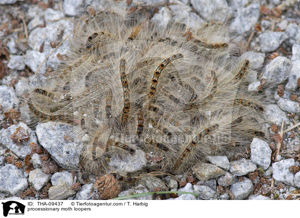 Prozessionsspinner Raupen / processionary moth loopers / THA-09437